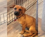 Small #2 Dachshund Mix