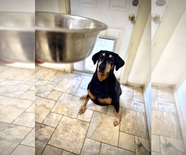 Medium Photo #2 Doberman Pinscher Puppy For Sale in Devine, TX, USA