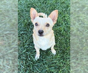 Chihuahua-Unknown Mix Dogs for adoption in Bellevue, WA, USA
