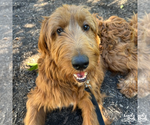 Small #3 Goldendoodle