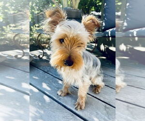 Mutt Dogs for adoption in Milwaukie, OR, USA