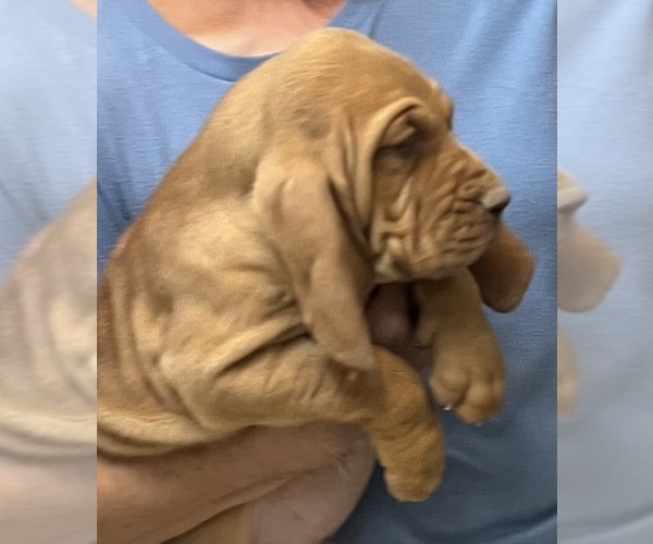 Medium Photo #13 Bloodhound Puppy For Sale in FORT MORGAN, CO, USA