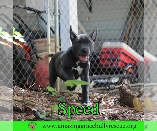 Medium Photo #4 American Pit Bull Terrier-Unknown Mix Puppy For Sale in Pensacola, FL, USA