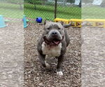 Small #3 American Pit Bull Terrier