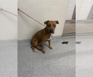 American Pit Bull Terrier-Labrador Retriever Mix Dogs for adoption in Pasadena, TX, USA