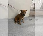 Small American Pit Bull Terrier-Labrador Retriever Mix