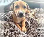 Small #6 Labrador Retriever Mix