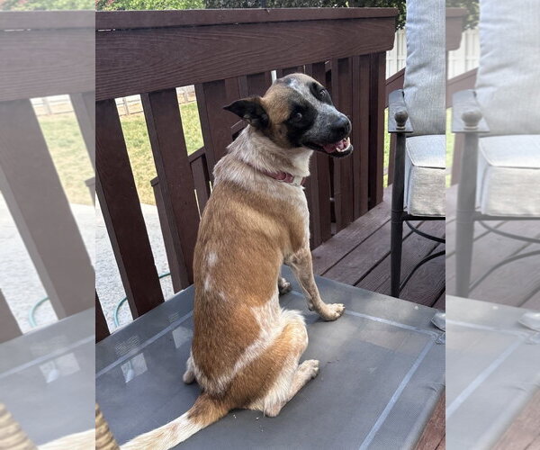 Medium Photo #4 Mutt Puppy For Sale in Sandy, UT, USA