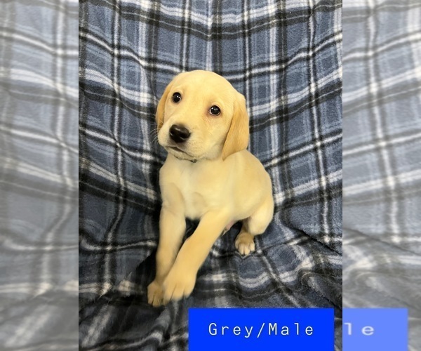 Full screen Photo #1 Labrador Retriever Puppy For Sale in FRUITA, CO, USA