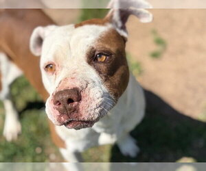 Mutt Dogs for adoption in Tulsa, OK, USA