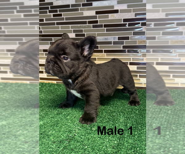 Medium Photo #2 French Bulldog Puppy For Sale in SAN ANTONIO, TX, USA