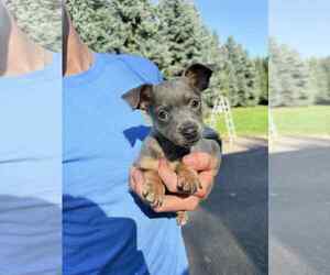 Chihuahua-Unknown Mix Dogs for adoption in Princeton, MN, USA
