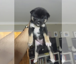 Shiba Inu Puppy for sale in LOS ANGELES, CA, USA