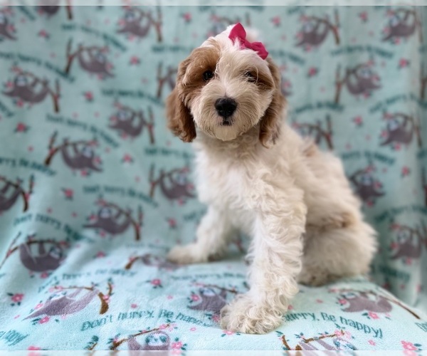 Medium Photo #4 Cock-A-Poo Puppy For Sale in LAKELAND, FL, USA