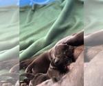 Small Photo #17 Labrador Retriever Puppy For Sale in REDDING, CA, USA