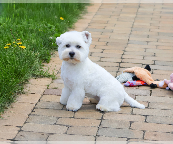 Medium Photo #6 West Highland White Terrier Puppy For Sale in SYRACUSE, IN, USA