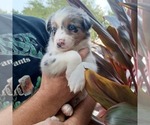 Small Photo #6 Australian Shepherd Puppy For Sale in GIBSONTON, FL, USA