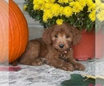 Small Photo #7 Goldendoodle Puppy For Sale in WOLCOTT, IN, USA
