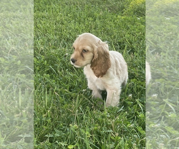 Medium Photo #3 Cocker Spaniel Puppy For Sale in CANOGA, NY, USA