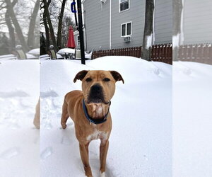 Mutt Dogs for adoption in Brewster, NY, USA