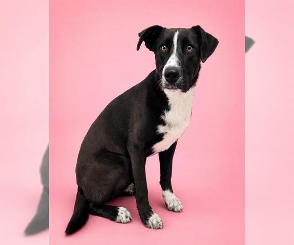 Medium Photo #1 Border Collie-Unknown Mix Puppy For Sale in HESPERIA, CA, USA