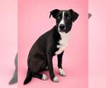 Small Border Collie Mix