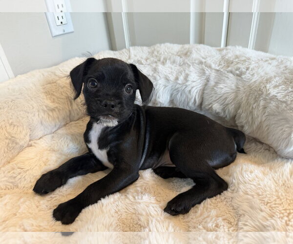 Medium Photo #2 Chihuahua-Unknown Mix Puppy For Sale in St. Louis Park, MN, USA