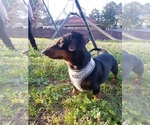 Small Photo #1 Dachshund Puppy For Sale in MADISON, AL, USA