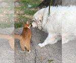 Small #12 Great Pyrenees