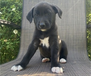 English Shepherd-Jack Russell Terrier Mix Puppy for sale in RICHMOND, MI, USA