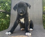 Small English Shepherd-Jack Russell Terrier Mix