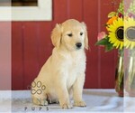Small Photo #4 Golden Retriever Puppy For Sale in MANHEIM, PA, USA