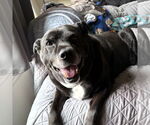 Small #2 Labrador Retriever Mix