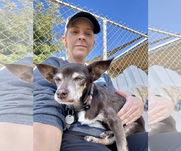 Medium Photo #1 Chihuahua Puppy For Sale in  Ramona, CA, USA