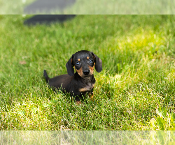 Medium Photo #15 Dachshund Puppy For Sale in MILFORD, IN, USA