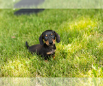 Small #14 Dachshund