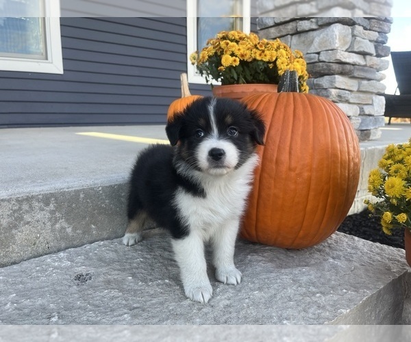 Medium Photo #7 Australian Shepherd Puppy For Sale in LODA, IL, USA