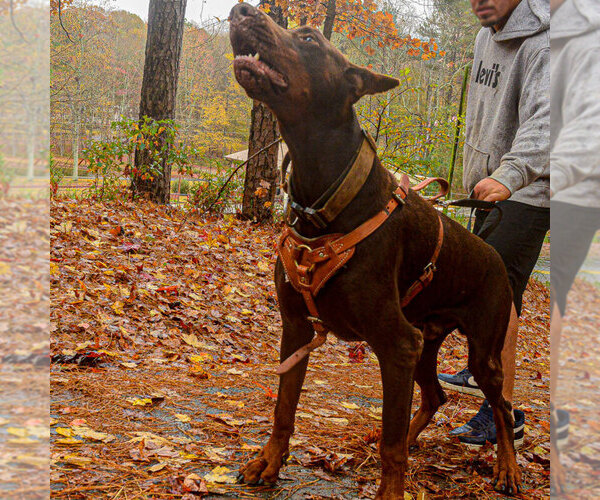 Medium Photo #113 Doberman Pinscher Puppy For Sale in FORT LAUDERDALE, FL, USA