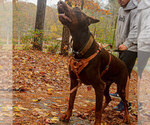 Small Photo #113 Doberman Pinscher Puppy For Sale in FORT LAUDERDALE, FL, USA