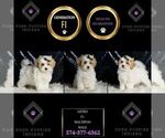 Small Photo #13 Maltipoo Puppy For Sale in WARSAW, IN, USA