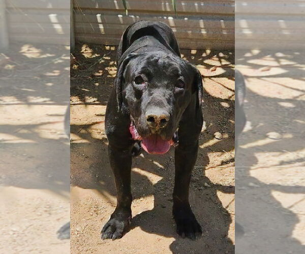 Medium Photo #10 Labrador Retriever-Unknown Mix Puppy For Sale in Lake Forest, CA, USA
