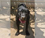 Small #9 Labrador Retriever Mix