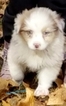 Small Photo #1 Australian Shepherd Puppy For Sale in DEPUTY, IN, USA