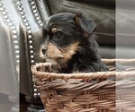 Small Photo #17 Yorkshire Terrier Puppy For Sale in NEWCASTLE, CA, USA