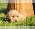 Small Photo #5 Golden Retriever Puppy For Sale in JONES, MI, USA