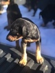 Small Photo #13 Doberman Pinscher Puppy For Sale in SUISUN CITY, CA, USA