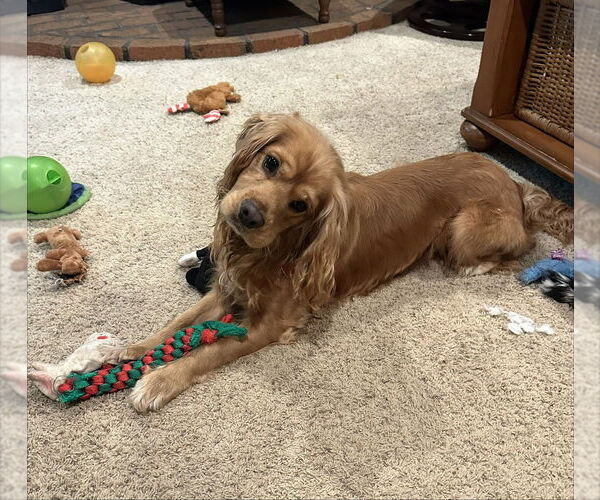 Medium Photo #3 Cocker Spaniel Puppy For Sale in Mundelein, IL, USA