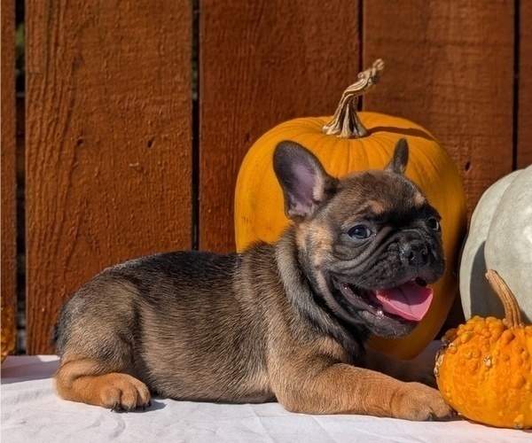 Medium Photo #2 French Bulldog Puppy For Sale in GOSHEN, IN, USA