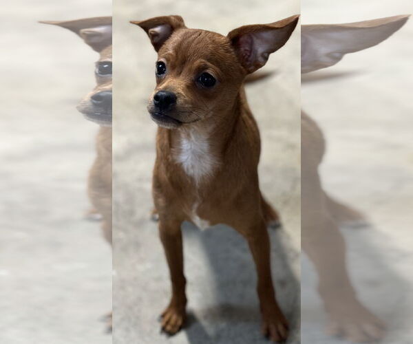 Medium Photo #1 Chihuahua-Unknown Mix Puppy For Sale in Sistersville, WV, USA