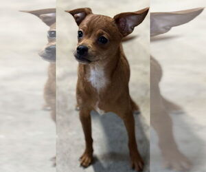 Chihuahua-Unknown Mix Dogs for adoption in Sistersville, WV, USA